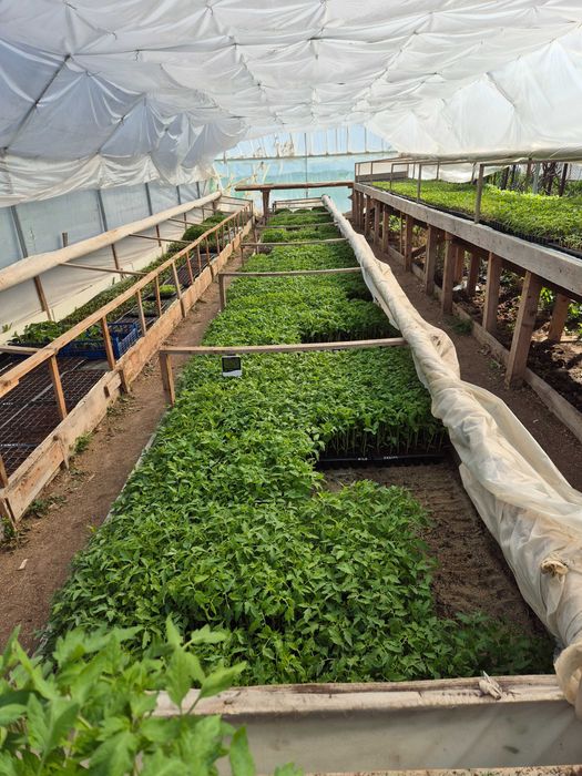 Vand rasaduri de calitate