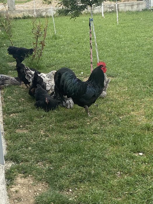 Puisori cauta casuta noua!