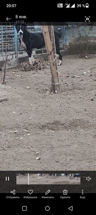 Срочно обмен 1,5 жасар ургашы