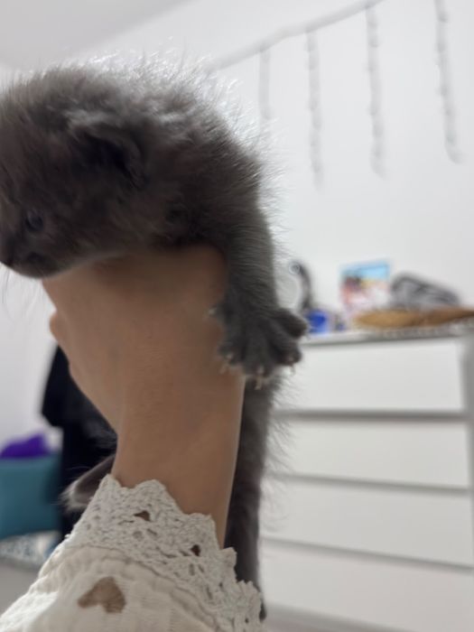 Отдам маленьких котят в добрые руки