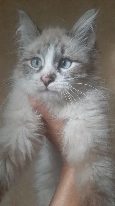 Продаётся   сиамская  балтийский котёнок  4  месяца , мальчик .