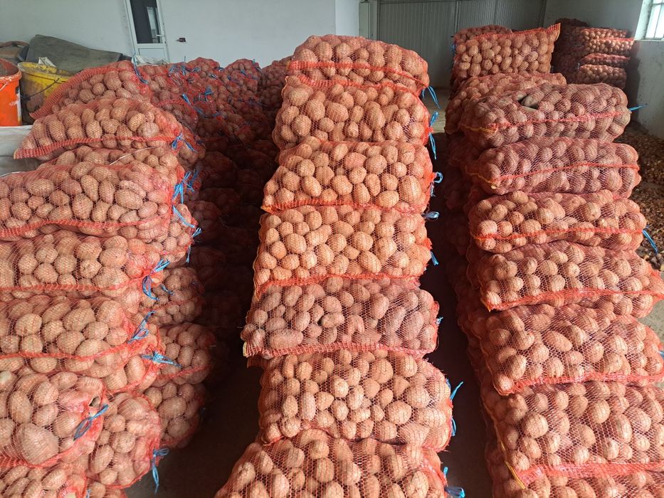 Cartofi consum, sămânța si pentru animale