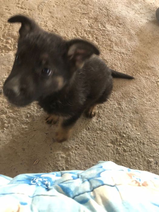 Продам щенков немецкая овчарка