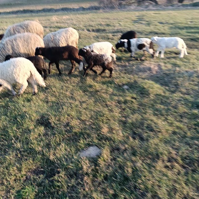 Miei de vânzare pentru detalii 0784105858