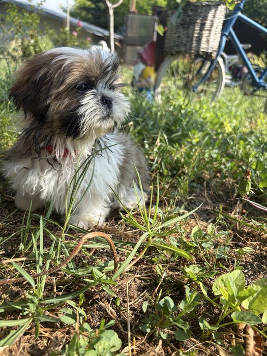 Shih Tzu 2 luni dragalas