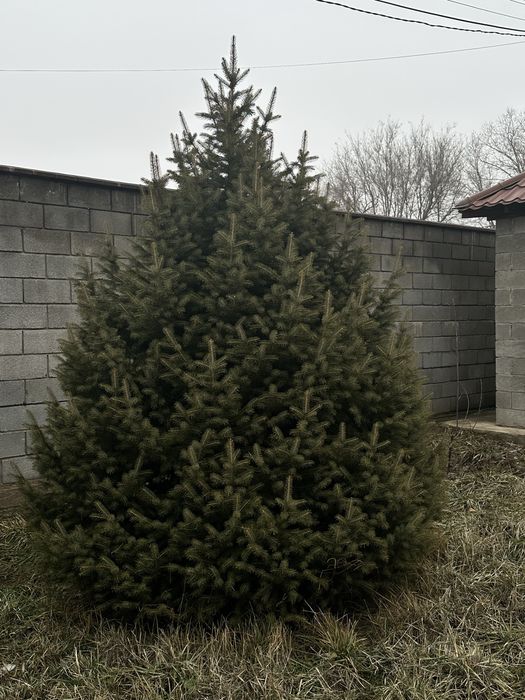 Елка живая и сосны