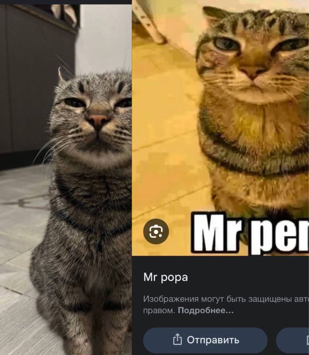 Отдам кошечку в добрые руки