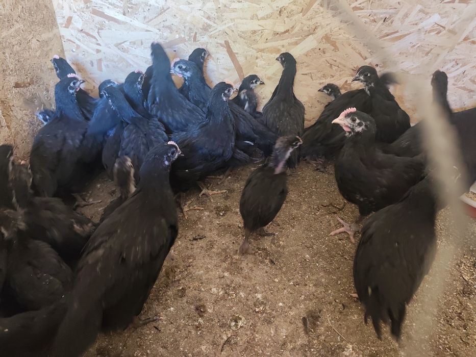 Pui Australorp Negru