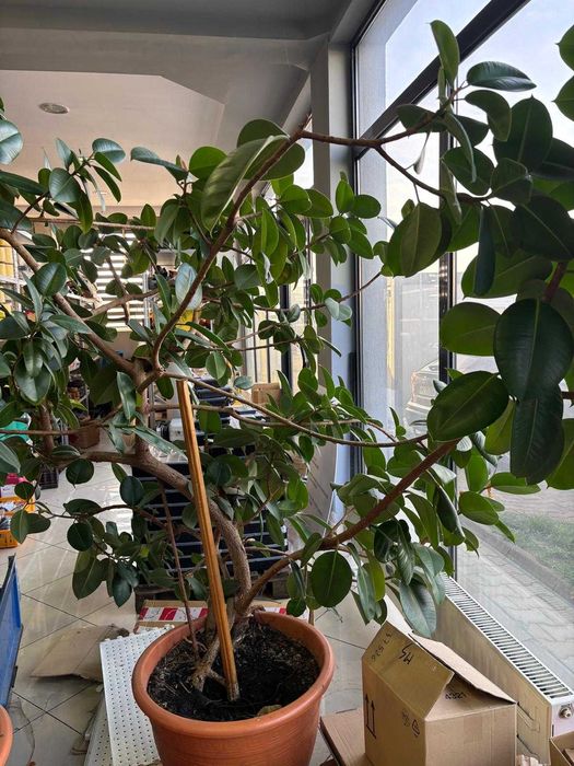 De vânzare Ficus elastica - plantă decorativă XXL