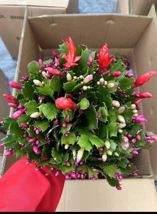 Декабристы цветущие шлюмбергеры желтая