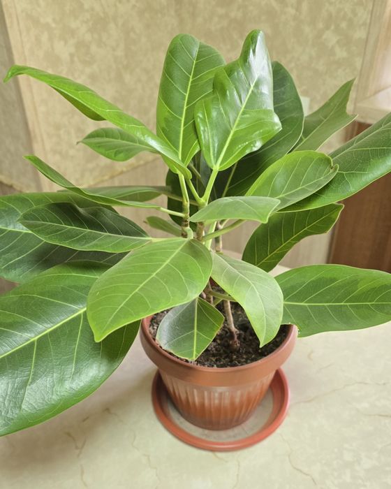 Фикус Альтиссима