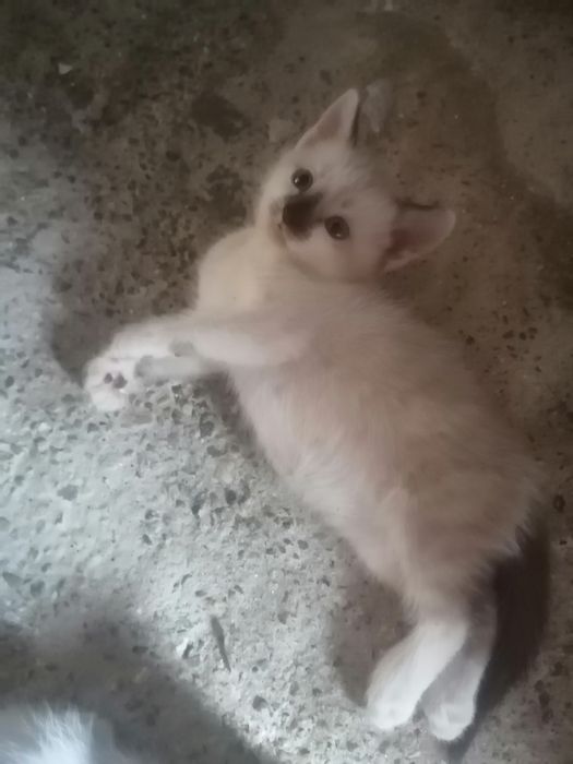 Donez pui de pisică