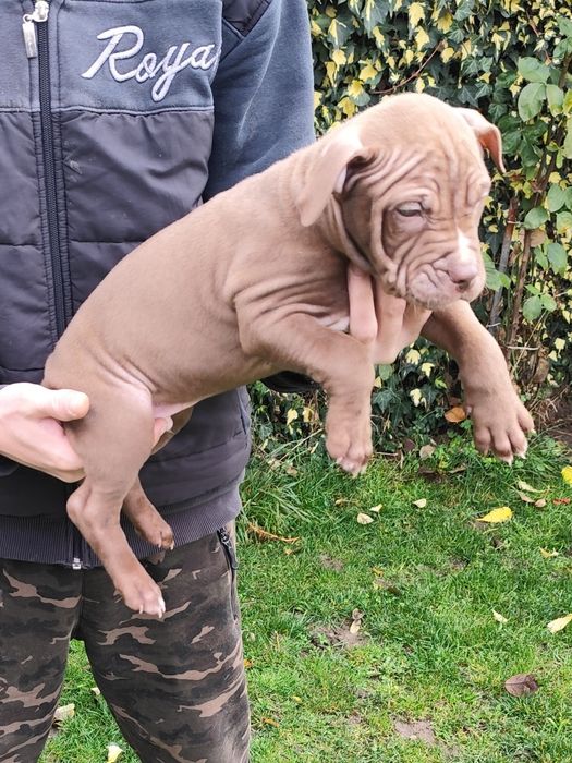 Питбул ред нос на 56 дни