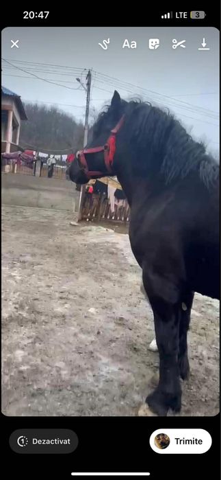 Vand manz de 1 jumate