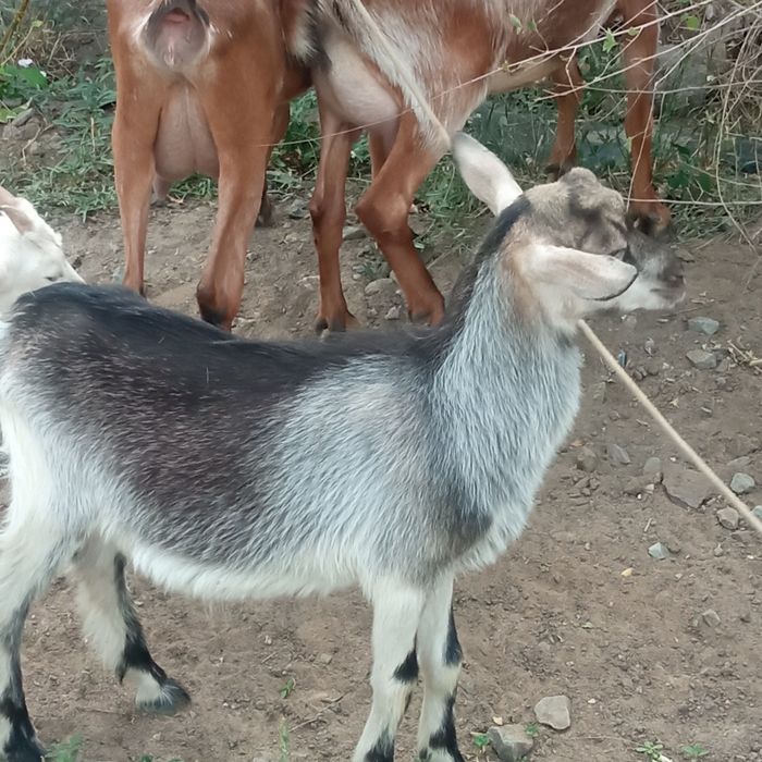 Продам 3х месячных козлят