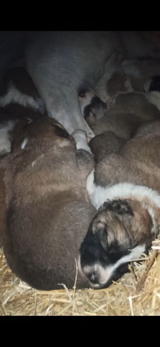 Төбет күшіктері сатылады