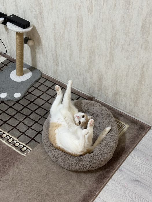 Отдам в добрые руки