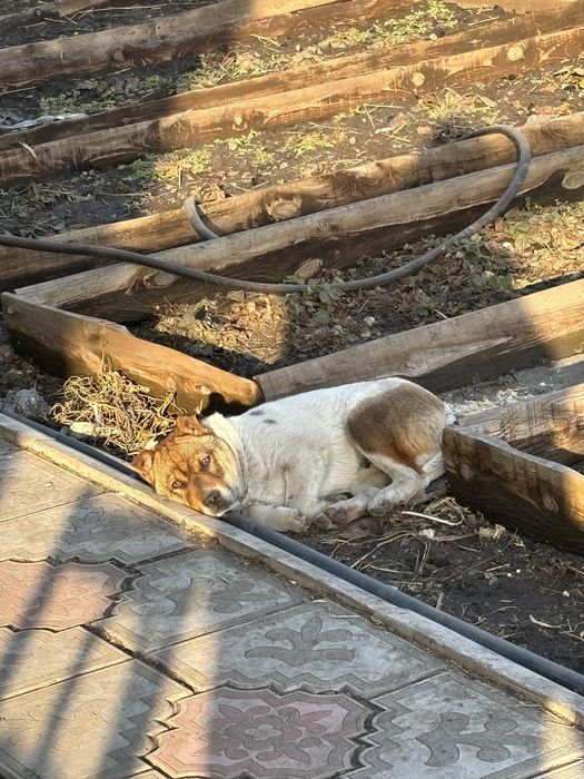 Отдам щенка 4 месяца (мальчик) в добрые руки.