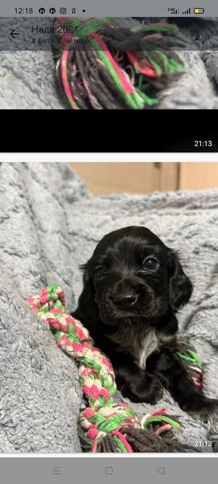 Щенки спаниеля Бронирование