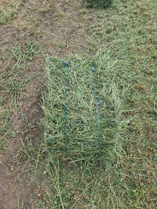 Vand Lucernă și otavă Producție 2024  transport la domiciliu