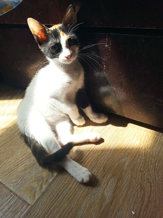 Котета търсят дом