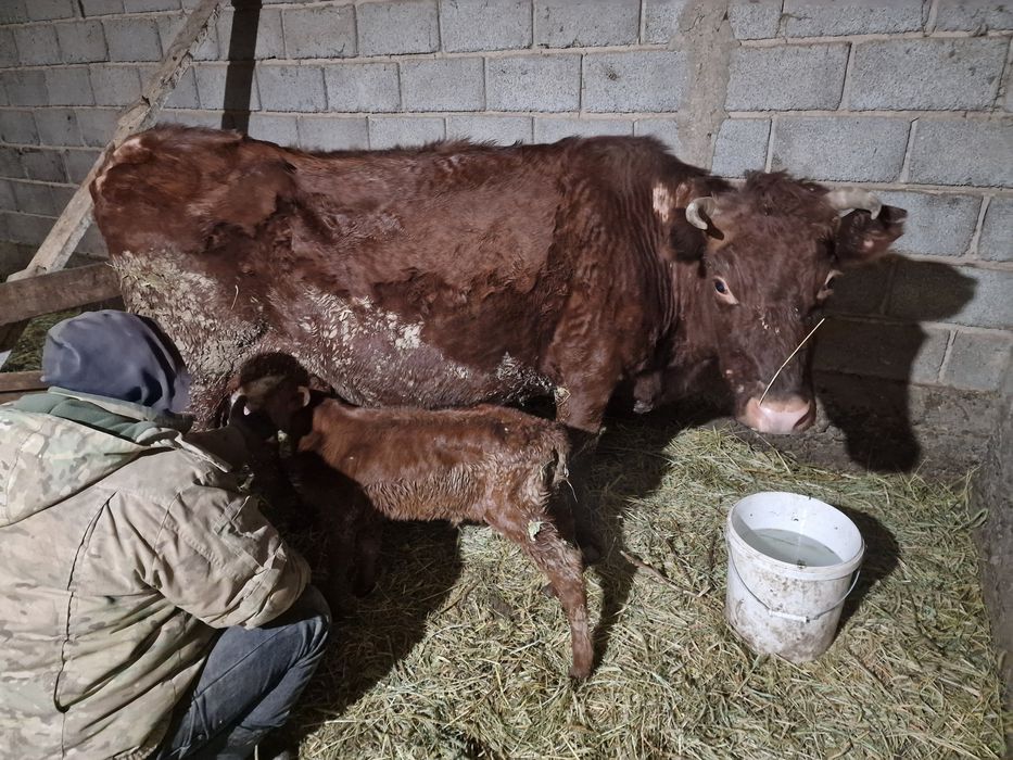 Симентал сиыр сатылады