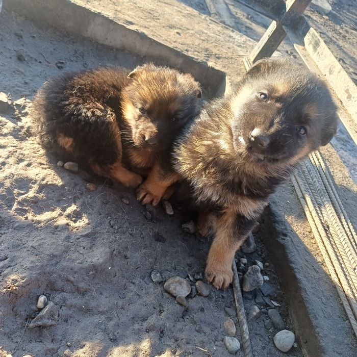 Щенята немецкой овчарки