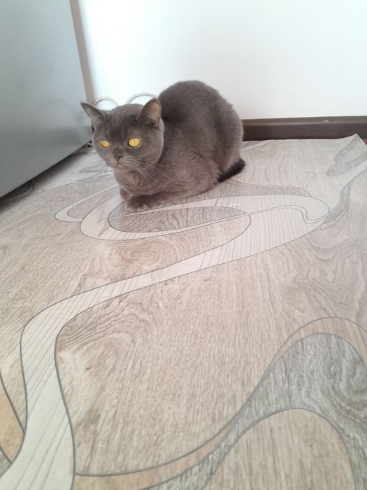 Мушук сотилади нархи800минг