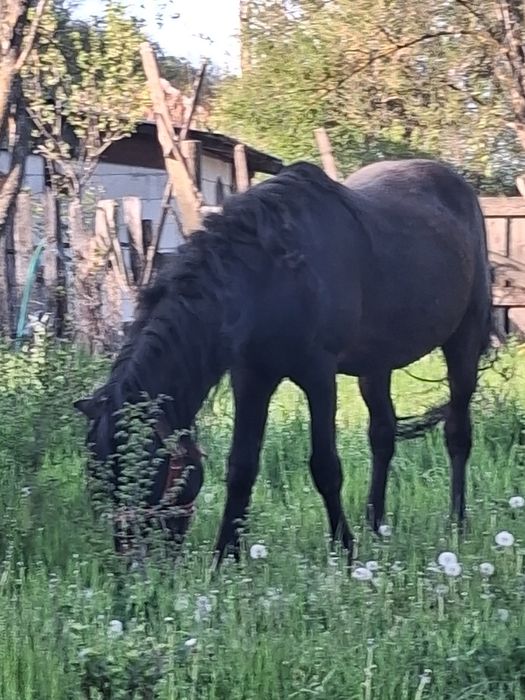 Armăsar de vânzare armasar   vârstă 13 ani  preț 7000 de lei nu sunați inutil nr de tel 0768101160  sau 0734901678 sau mesaj pe whapp la ambele nr ...