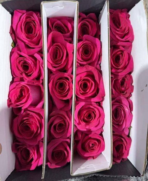 Розы 65-75 см. Оптом.