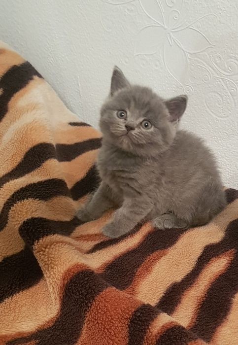 Кросивые котята, 1.5 мес девочки