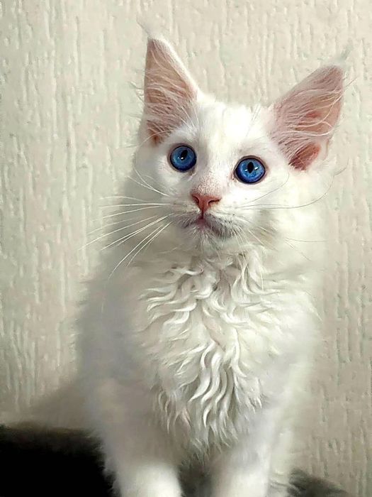 Maine Coon cu părinții campion