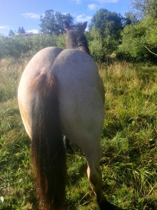 Vând mânz de 1 an