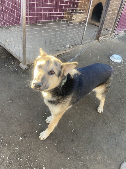 Кабель немецкая авчарка.