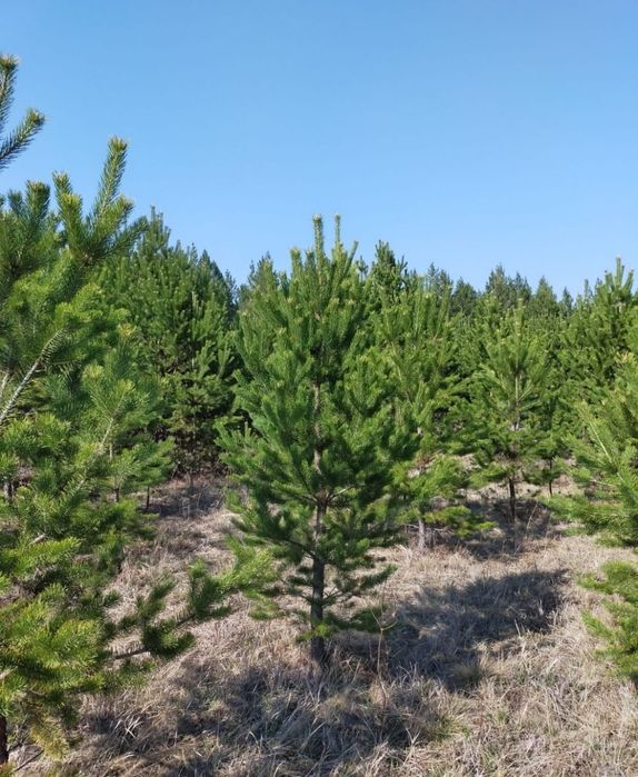 Саженцы сосна ёлка