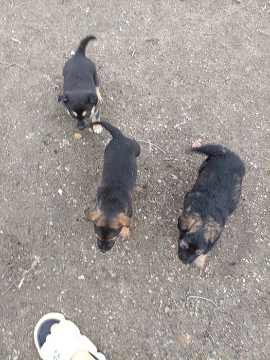 ищут заботливые ручки мальчики