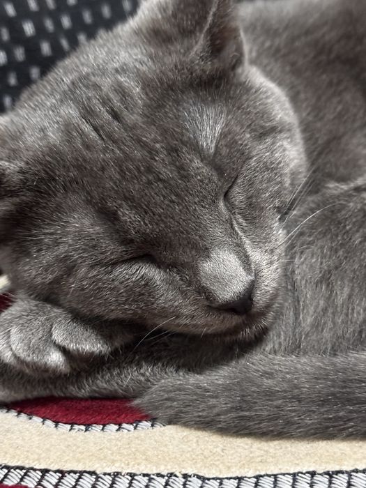 Отдам кошек в добрые руки