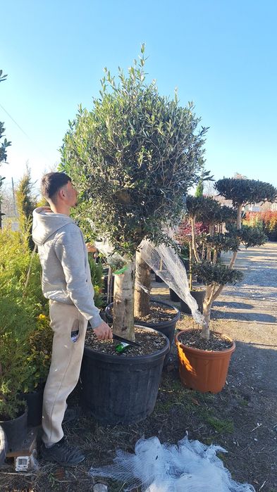 Plante ornamentale ptr gradina magnolia arțar japonezi Măslini palmier