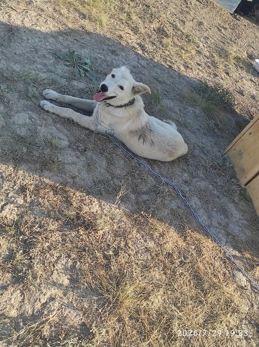 Пристраиваем собак