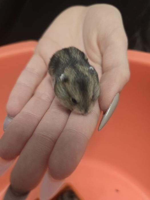 Продавам Мини Хамстери
