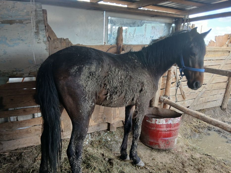 Тәуір құнан сатылады