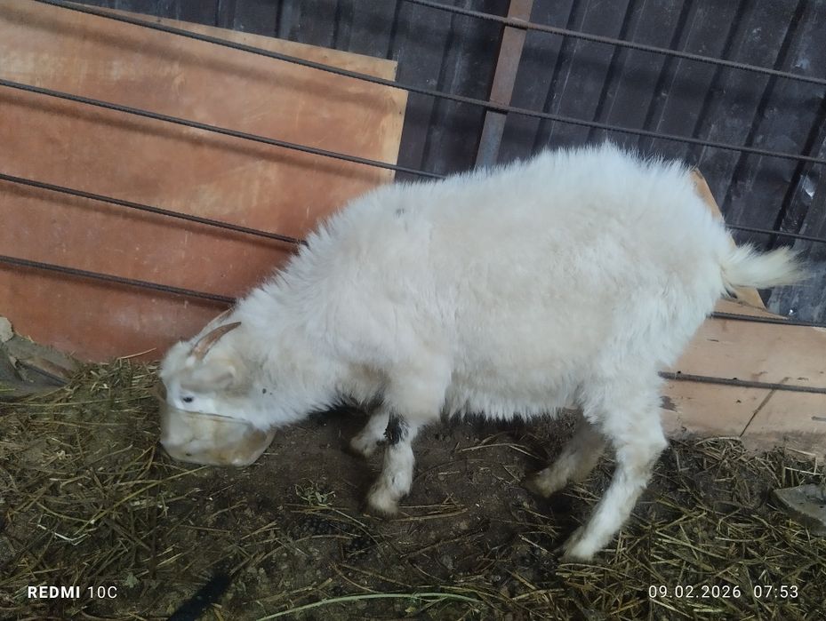 Дойная коза 4 литра