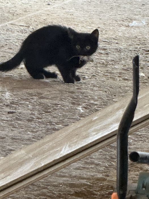 Котятам срочно нужен дом!!!