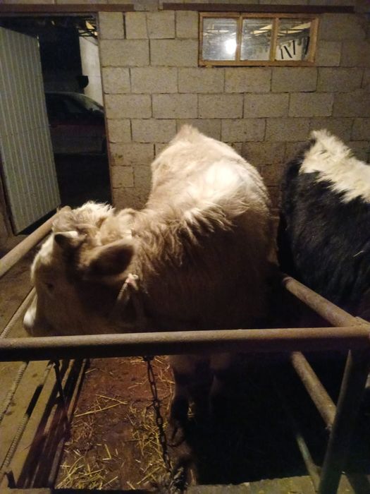 Продам бычков...