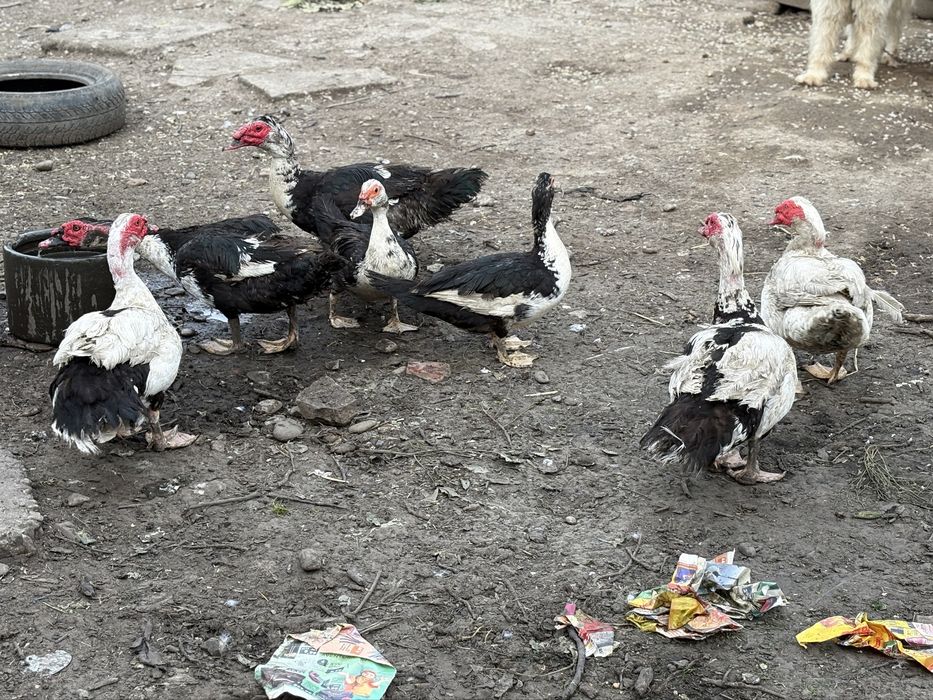 Vand 5 ratoi lesesti de anu trecut