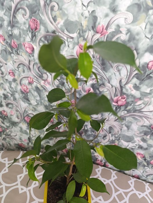 Фикус Бенжамин комнатное растение