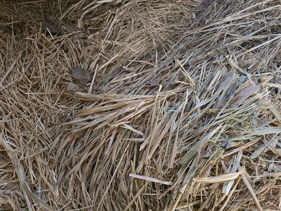 Somon joxari beda aralash sotiladi