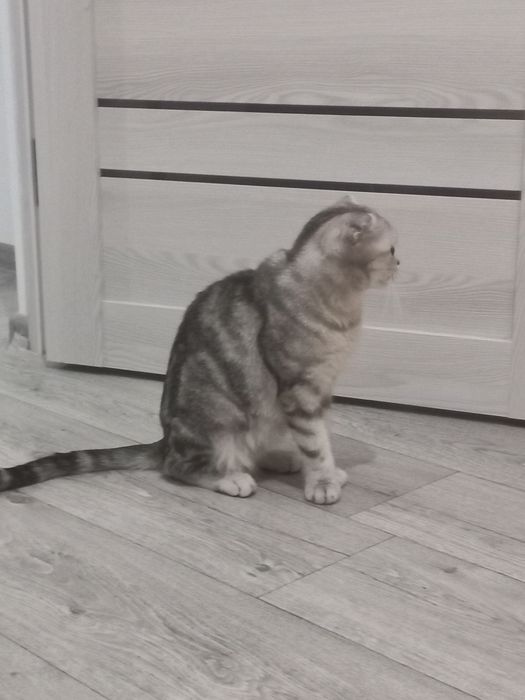 Продам кошку шотландка