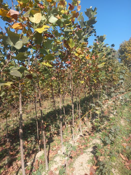 Чинор, лола дарахт, ҳар хил манзарали дарахтлар ва кўчатлар