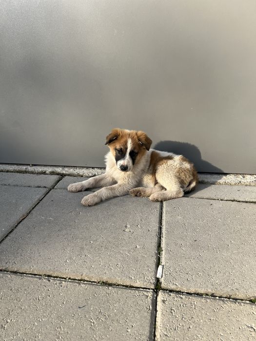 Подарява се мъжко кученце